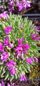 Delosperma/Poludnica skoro kvitnúca odroda. - 3