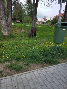 Poník zrebcek - 3