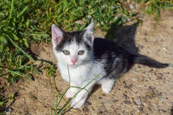 Darujem mačiatka do dobrých rúk 🐾 - 3