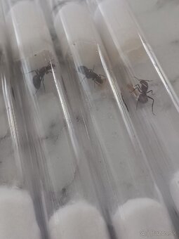 Kralovny mravcov rodu: Camponotus Nicobarensis - 3
