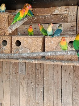 Rozela, agapornis,spevavý, andulky - 3