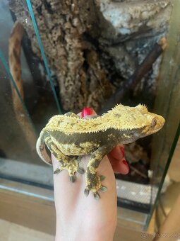 krist.kalis_cresties samice - 3
