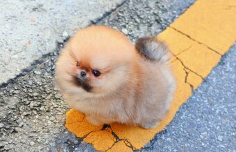 Pomeranian mini - 3