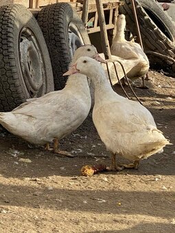 predam husokacky mulard + husy - 3