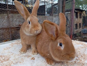 Burgundský králik - 3