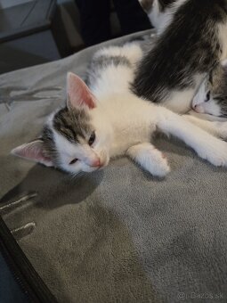 Dakujem maciatka - 3