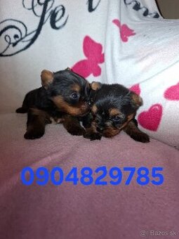 Predám steniatka Yorksir terier - 3