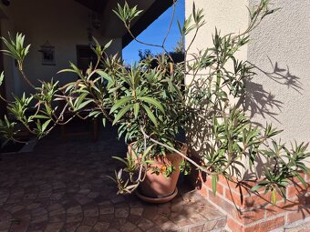 Oleander - 3