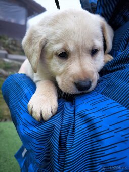 Labradorsky retriver - 3