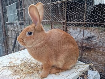 Burgundský králik - 3