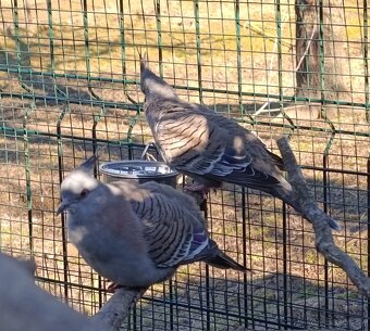 Holub chocholaty - 3