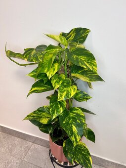 Epipremnum mosstok - 3