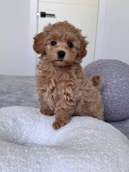 Maltipoo štěňátka - 3