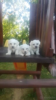 Maltezák malého vzrastu - 3