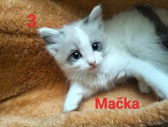 Ragdoll mačiatka - 3