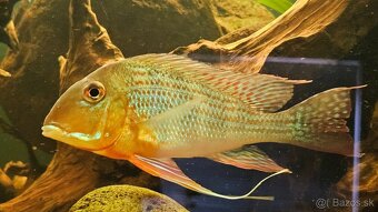 Geophagus - 3