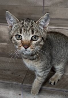 Darujem mačiatko - 3