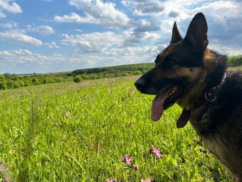 Nemecký Ovčiak 7,5 r. – len do Domu so Záhradou - 3