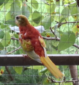 Neoféma tyrkysová zlatožltý opalín - 3