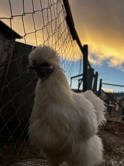 Hodvabničky (kohút) - Silkie - 3
