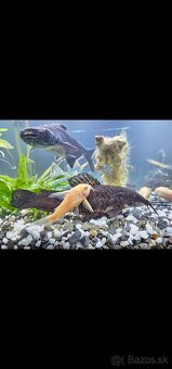 Akvarium JUWEL 180 - 3