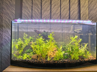 60l akvárium - 3