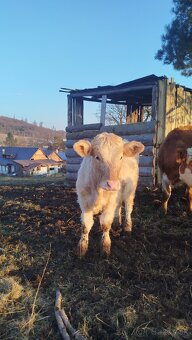 9 mesačná jalovica - 3