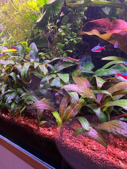 Cryptocoryne viridifolia - 3