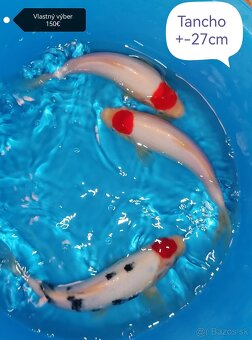 Koi kapre - 3