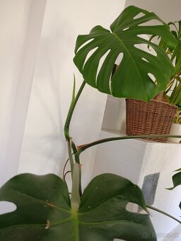 Monstera - 3