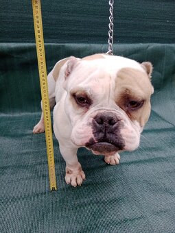 American bully - 3