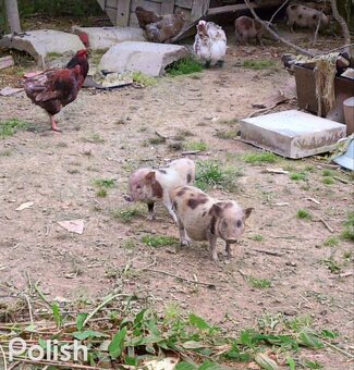 Mini prasiatka gottingenske - 3