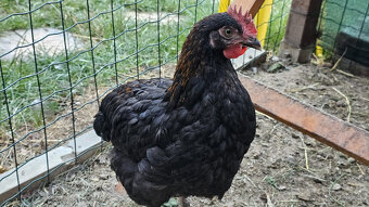 Marans medenokrke cierne a modre - 3