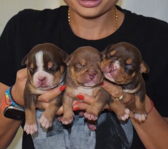 American bully - 3