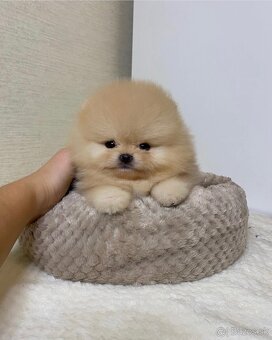 Pomeranian dievčatko - 3