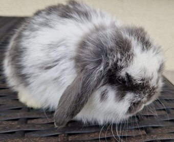 Zakrslé barančeky Minilop - mláďatká - 3