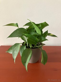 Pothos - 3