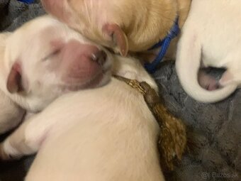Golden retriever - 3