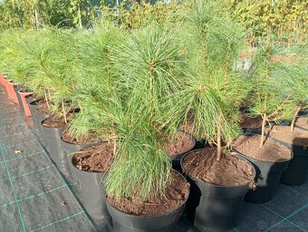 Borovica Rumelská - 3