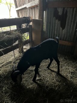 Predám anglonubíjskeho capa - 3