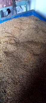 Predám pšenicu - 3