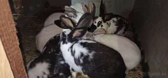 Predám králiky 3,5 mesačne - 3