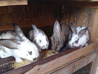 Predam králiky. - 3