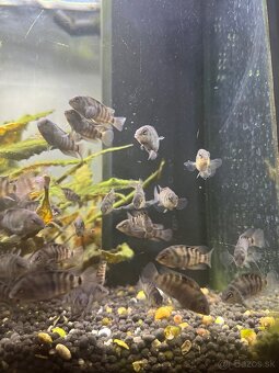 Amatitlania Nigrofasciata - 3