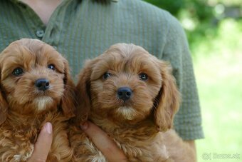 Cavapoo - 3