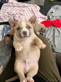 American Bully pocket - 3