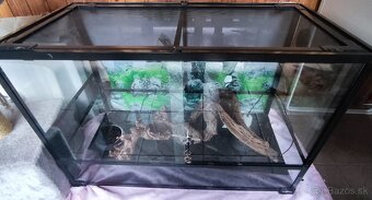 Terarium - 3