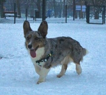 Welsh corgi cardigan s PP - 3