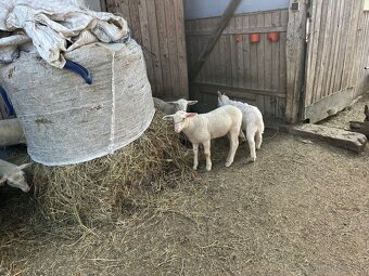 Jahňatá  / kozľatá - 3