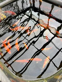 Predaj KOI kaprov KOHAKU 30-40cm 90€ - 3